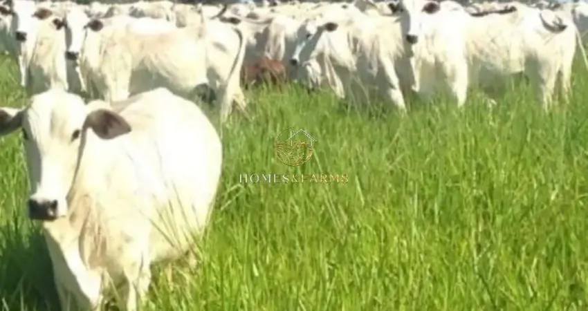 Fazenda a Venda no Município de Poconé.  Mato Grosso