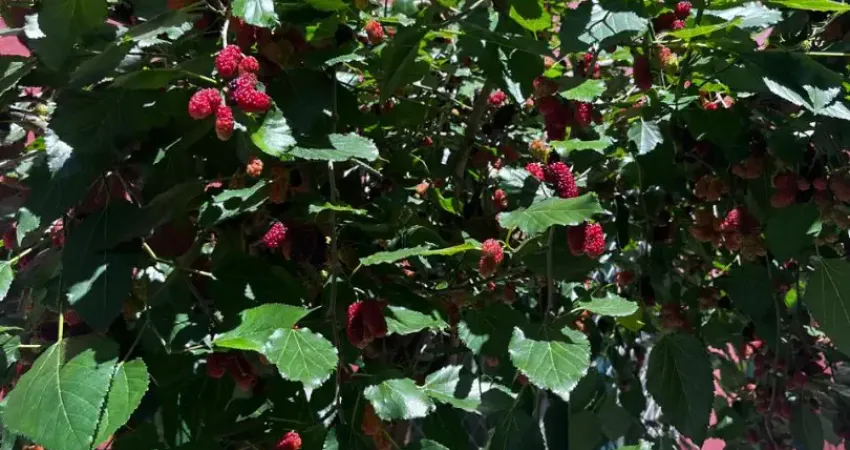 Chácara / sítio com 3 quartos à venda no Jardim Val Flor, Embu-Guaçu 