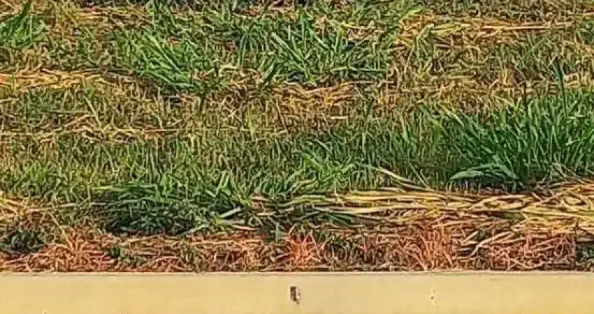 Terreno à venda no Jardim dos Cedros, Santa Bárbara D'Oeste 