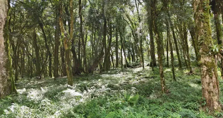 Terreno para Venda no bairro Centro em Canela, 602 m² de área total, 602 m² privativos,
