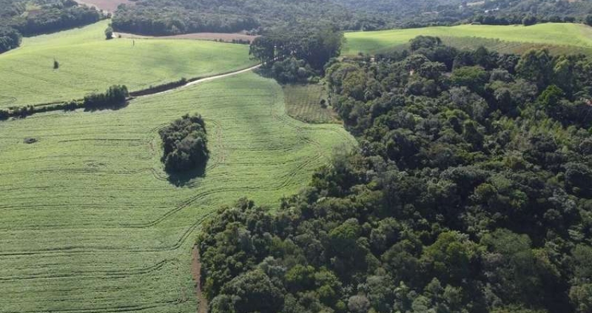 Terreno Rural com 104.000m², água mineral e natureza em Bateias!