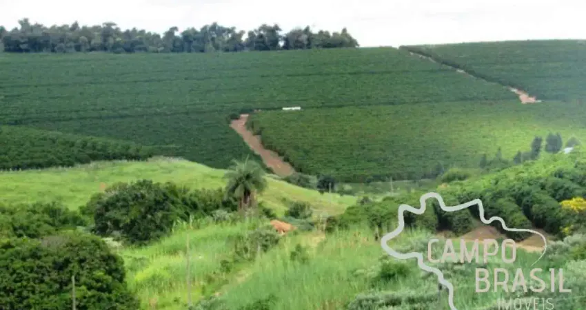 Linda fazenda com plantação de eucalipto e café em minas gerais.