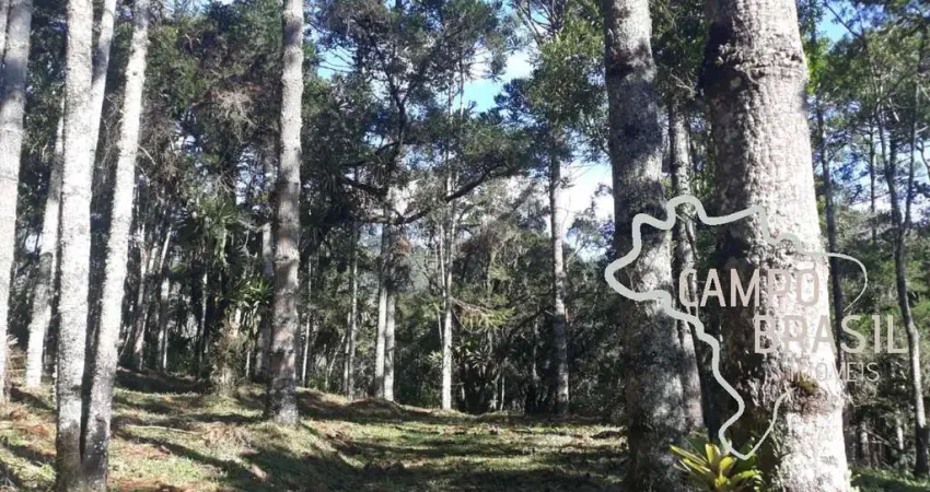 Linda área rural com centenas de Araucárias, com platô para construir sua casa em meio a natureza!