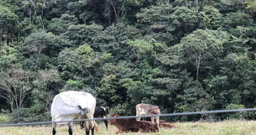 Fazenda à venda na Zona Rural, Antônio Dias 