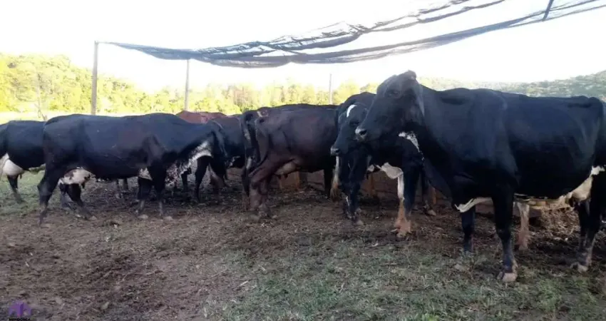 Fazenda à venda na Baixa Verde, Dionísio 