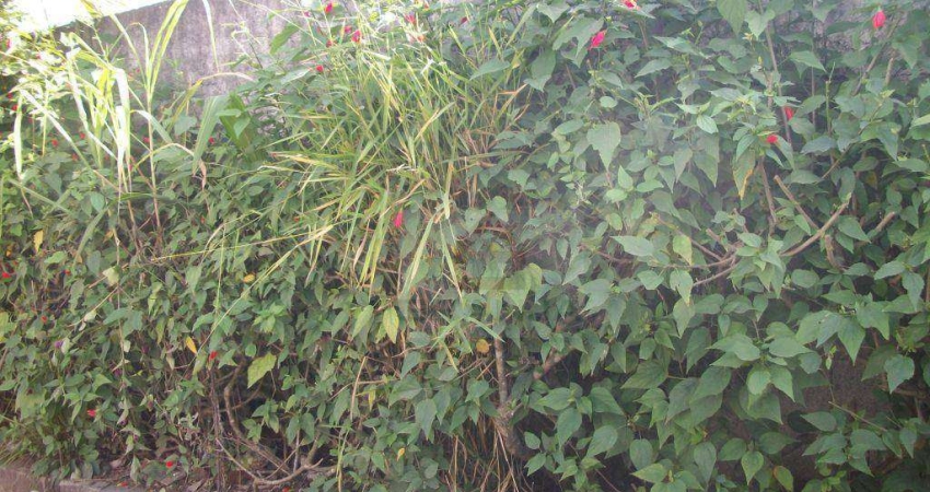 Terreno em condomínio fechado à venda na Rua Monte Alegre, Granja Viana, Cotia