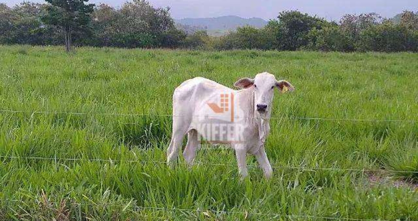 Fazenda Produtiva à Venda em Silva Jardim/RJ – 16,6 ha, Beira-Rio, Estrutura Completa – R$ 1,91 Mi