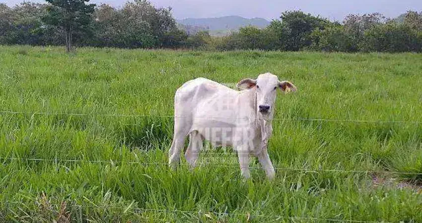 Fazenda produtiva à venda em silva jardim/rj – 16,6 ha, beira-rio, estrutura completa – r$ 1,91 mi