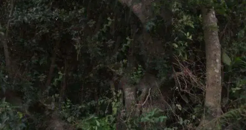 Terreno à venda na Avenida Edgar Pires de Castro, 2380, Aberta dos Morros, Porto Alegre