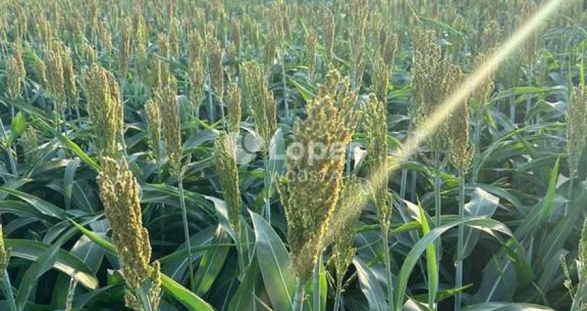 Fazenda de 270 ha, Prata/MG