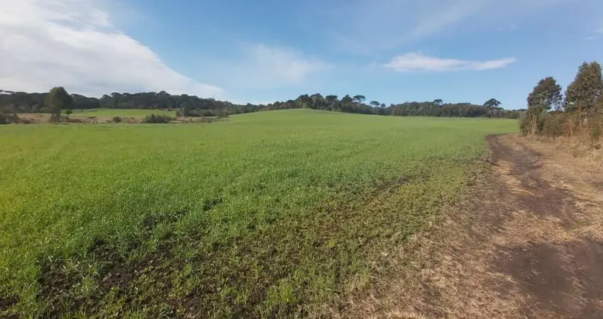 Terreno à venda na Estrada Velha Curitiba Joinville, Rincão, Tijucas do Sul