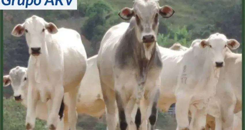 Fazenda à venda na Estrada Municipal, Zona Rural, Camanducaia