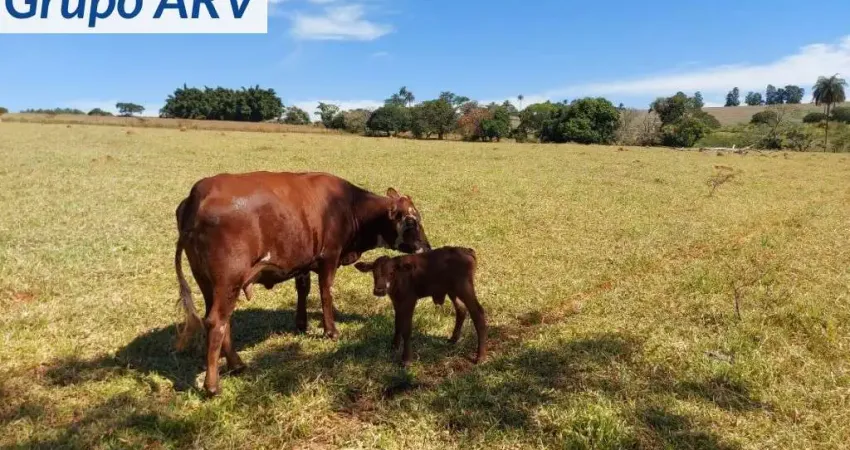 Fazenda à venda na Estrada Municipal, Zona Rural, Pradópolis
