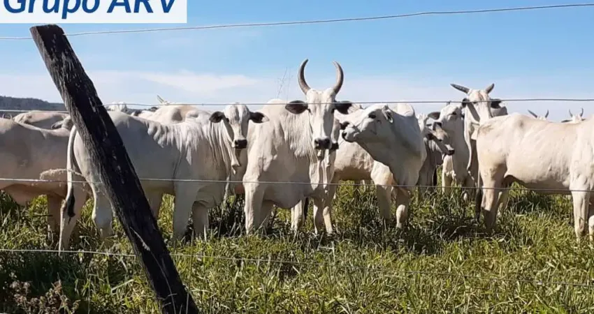 Fazenda à venda na Área Rural, Zona Rural, Montes Claros