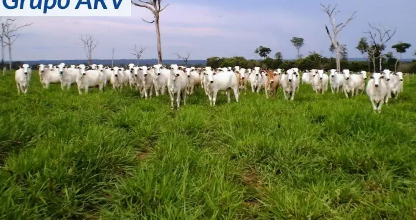 Fazenda à venda na Estrada Municipal, Zona Rural, Diamantino