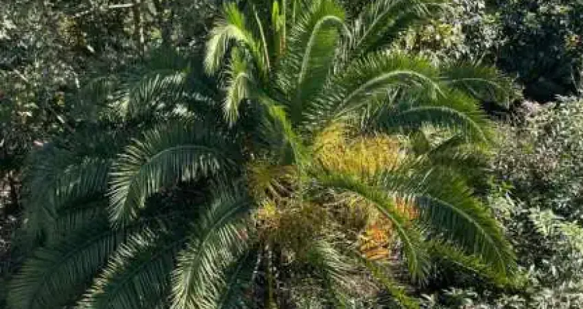 Cobertura com 03 quartos à venda, 150 m² com elevador até a cobertura no bairro vila elzidia - santo andré/sp