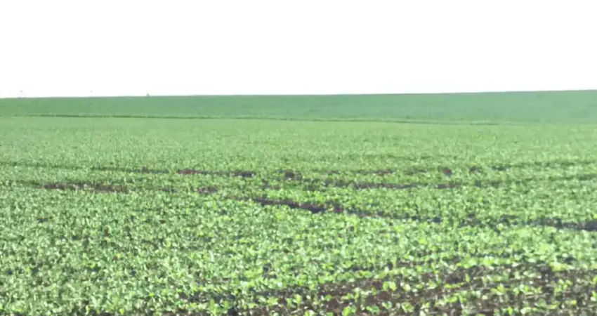 Fazenda à venda no Centro, Taquarituba