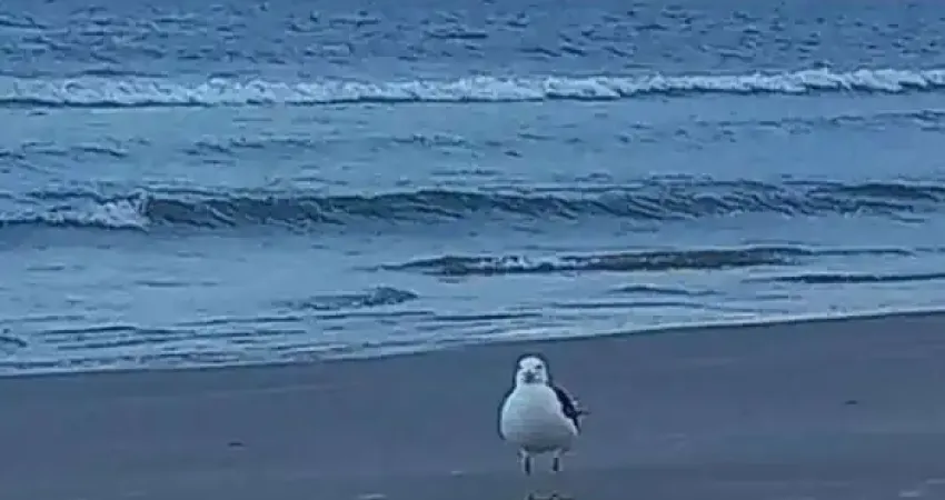 Casa com 3 quartos à venda no Enseada de Brito, Palhoça 