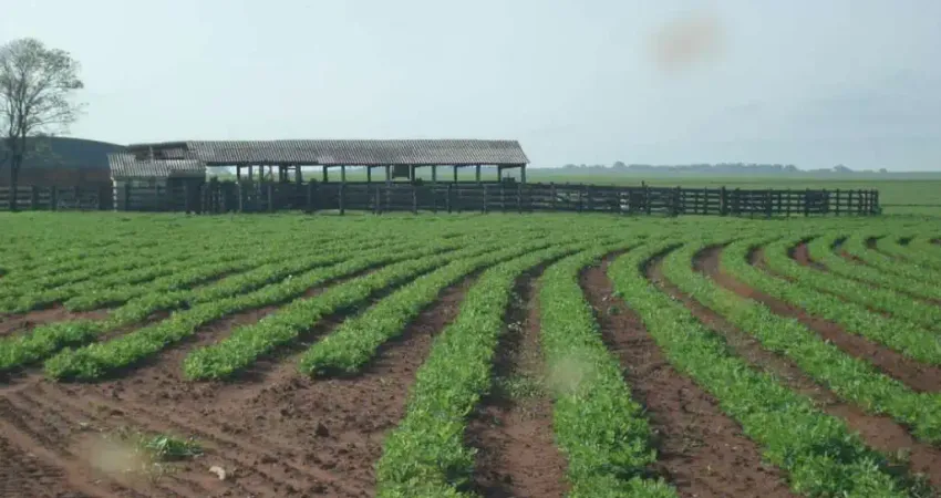 Fazenda para Venda em Marília, Palmital, 3 dormitórios, 2 suítes, 3 banheiros, 2 vagas