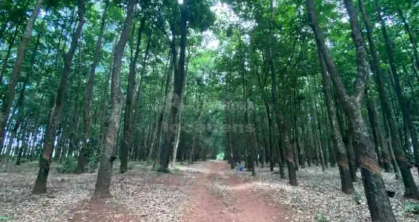 Fazenda à venda no Centro, Poloni 