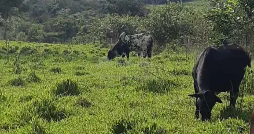 Fazenda à venda no Setor Central, Cachoeira Alta 