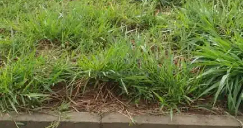 Terreno em condomínio fechado à venda na Quinta do Lago - Lac Léman, São José do Rio Preto 