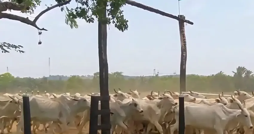Fazenda à venda avalia permuta parcial  567 hectáres pecuaria e lavoura