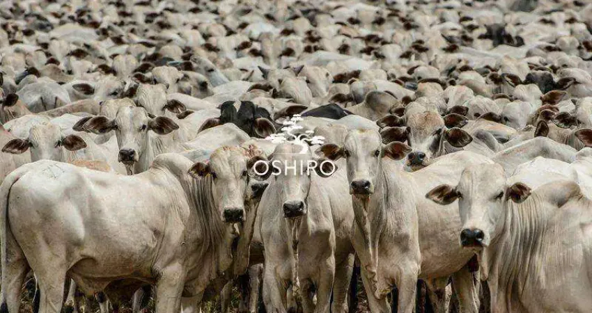 Chácara / sítio à venda na ROD. MT 326 - NIL., Zona Rural, Cocalinho