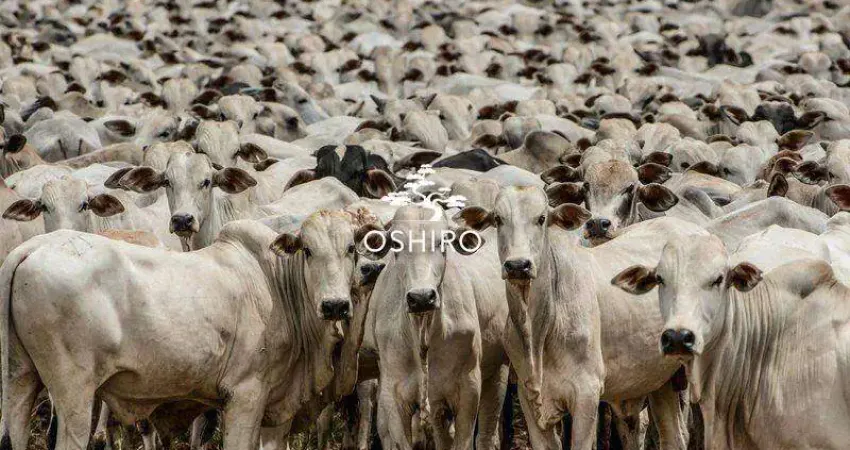 Chácara / sítio para alugar na ROD. MT 326 - NIL., Zona Rural, Cocalinho