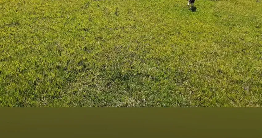 Excelente Fazenda a venda  á 25 KM do Trevo do Lagarto -MT