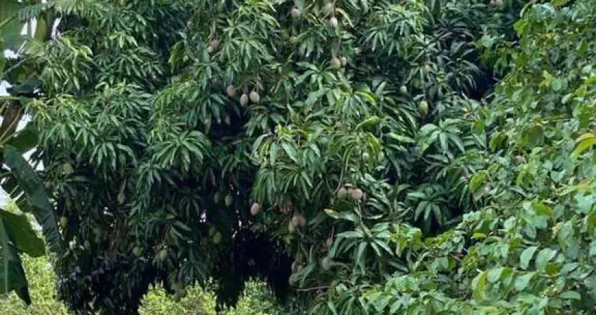 Chacara a Venda, Jardim Marajoara (Iguatemi), Maringa, PR