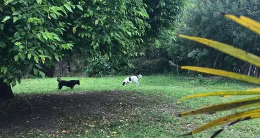 Terreno em Condomínio para Venda em São Gonçalo Pelotas-RS -
