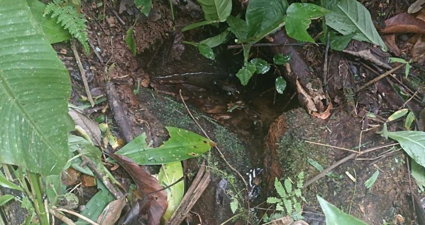 Terreno à venda na Estrada da LImeira, 1, Morro Alto, Morretes