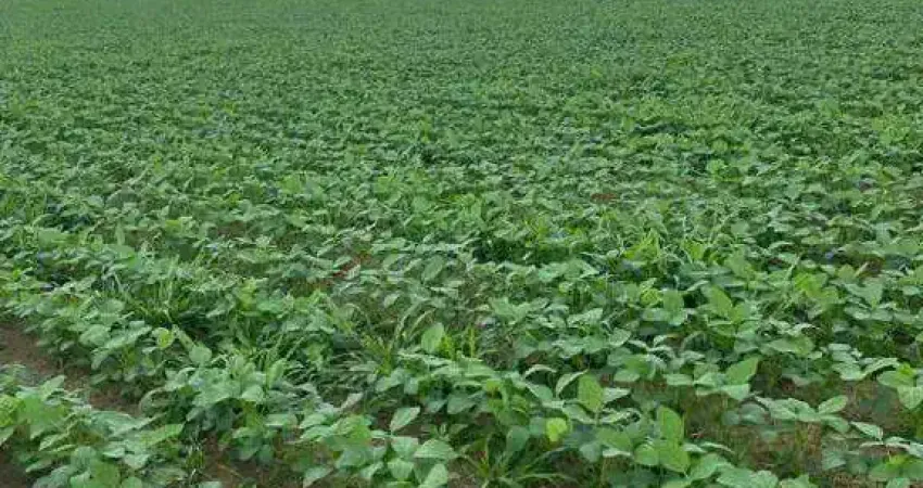 Chácara / sítio à venda na Fazenda entre Campo Alegre e Ipameri, Zona Rural, Ipameri
