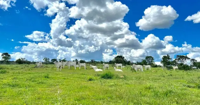 Oportunidade Única: Fazenda de 1.300 Hectares Entre Arinos e Chapada!