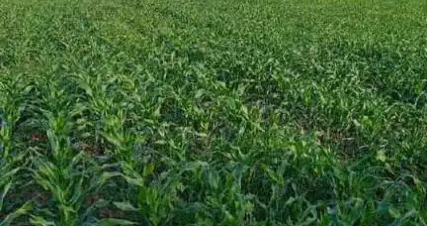 Fazenda Porteira fechada em Gurupi-To