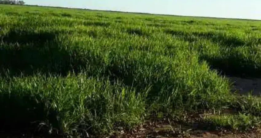 Chácara / sítio à venda na Área Rural, Área Rural de Barreiras, Barreiras