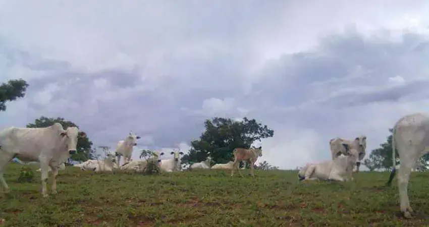 Chácara / sítio à venda na RUA CATALÃO, Área Rural de Catalão, Catalão