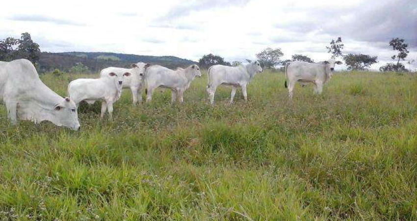 Chácara / sítio à venda na RUA FAZENDA COM 20 ALQUEIRES EM ABADIA DOS DOURADOS, Zona Rural, Abadia dos Dourados