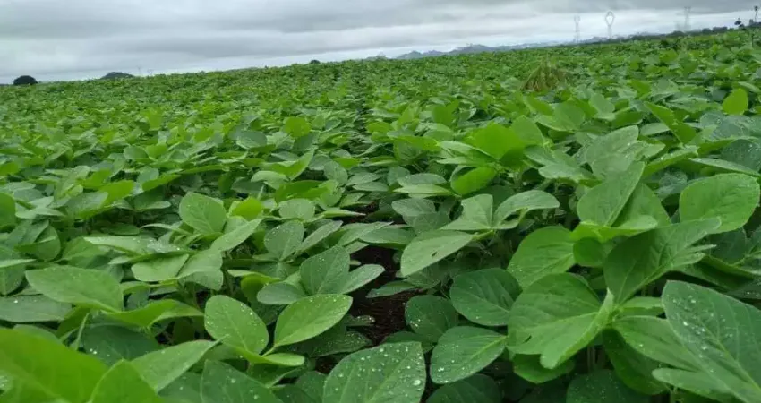 Fazenda com dupla aptidão no município de Caiapônia - GO