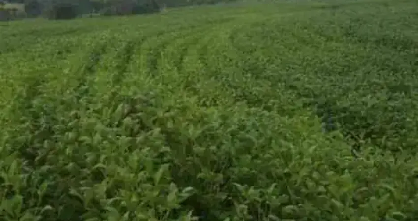 Fazenda com dupla aptidão localizada na região do Prata - Mg