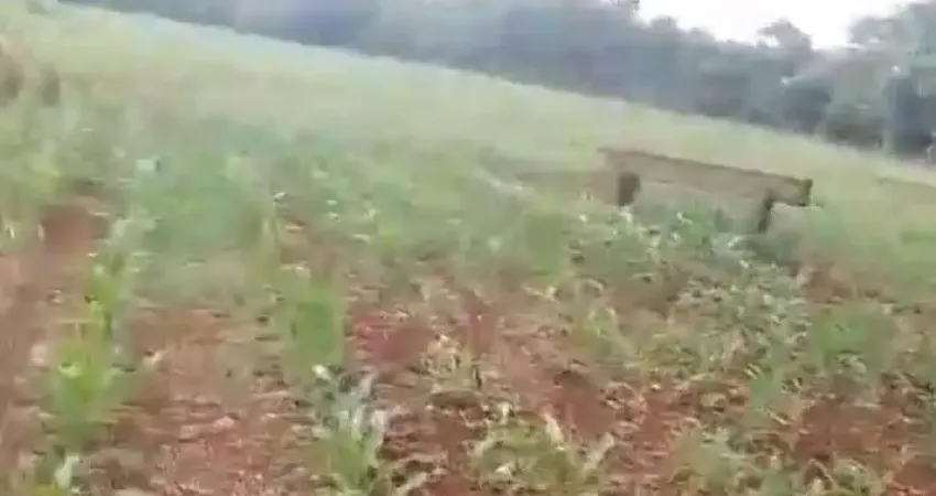 Fazenda à venda, ÁREA RURAL DE UBERLÂNDIA - Uberlândia/MG