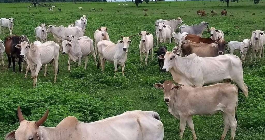 Fazenda à venda, Área rural de Quirinópolis - QUIRINOPOLIS/GO