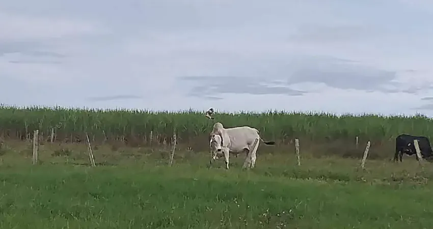 Fazenda à venda, Área Rural de Mineiros - MINEIROS/GO
