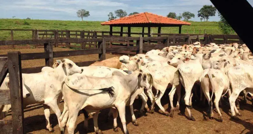 Fazenda à venda, Area rural de santa vitória - SANTA VITORIA/MG