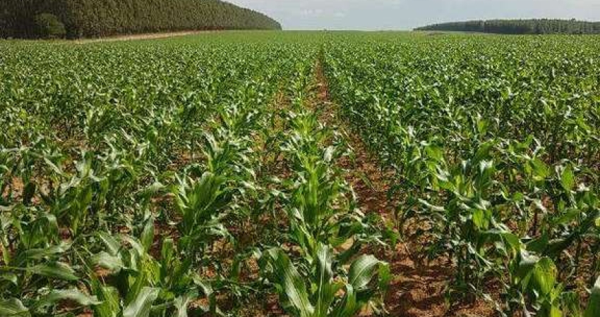 Fazenda à venda, AREA RURAL DE BONFINOPOLIS - MG - Bonfinópolis de Minas/MG