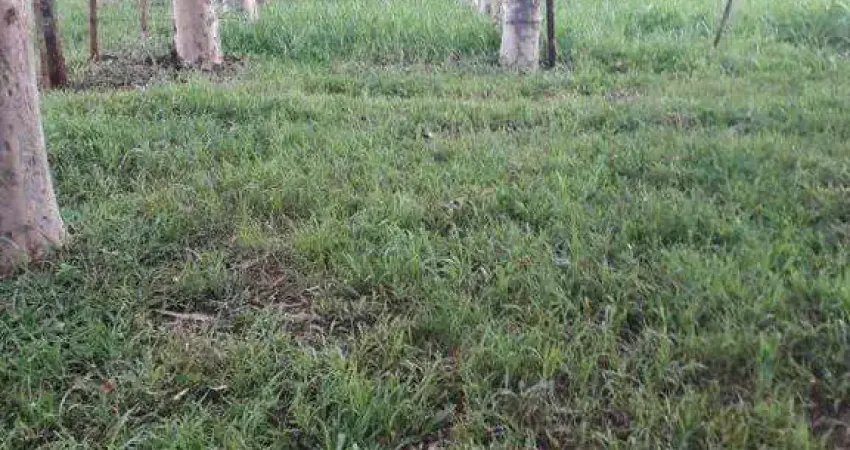 Chácara / sítio à venda na AREA RURAL DE MIRAPORANGA/MG, Miraporanga, Uberlândia