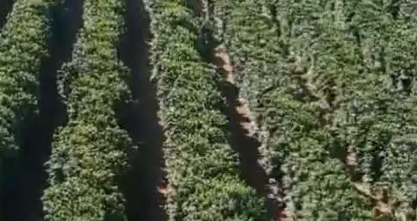 Fazenda à venda, AREA RURAL DE SERRA DO SALITRE - MG - Serra do Salitre/MG