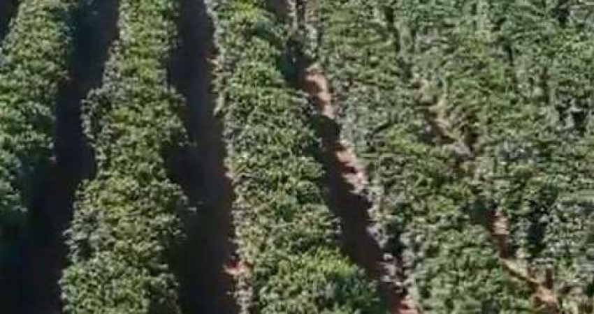 Fazenda à venda, AREA RURAL DE IBIA - MG - IBIÁ/MG