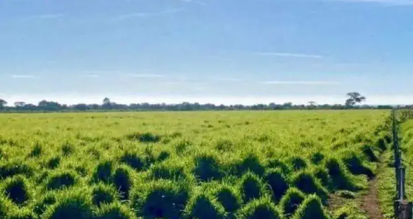 Fazenda à venda, AREA RURAL DE PARACATU - PARACATU/MG